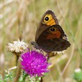 /album/okac-jecminkovy/a2015-07-30-105-jpg/